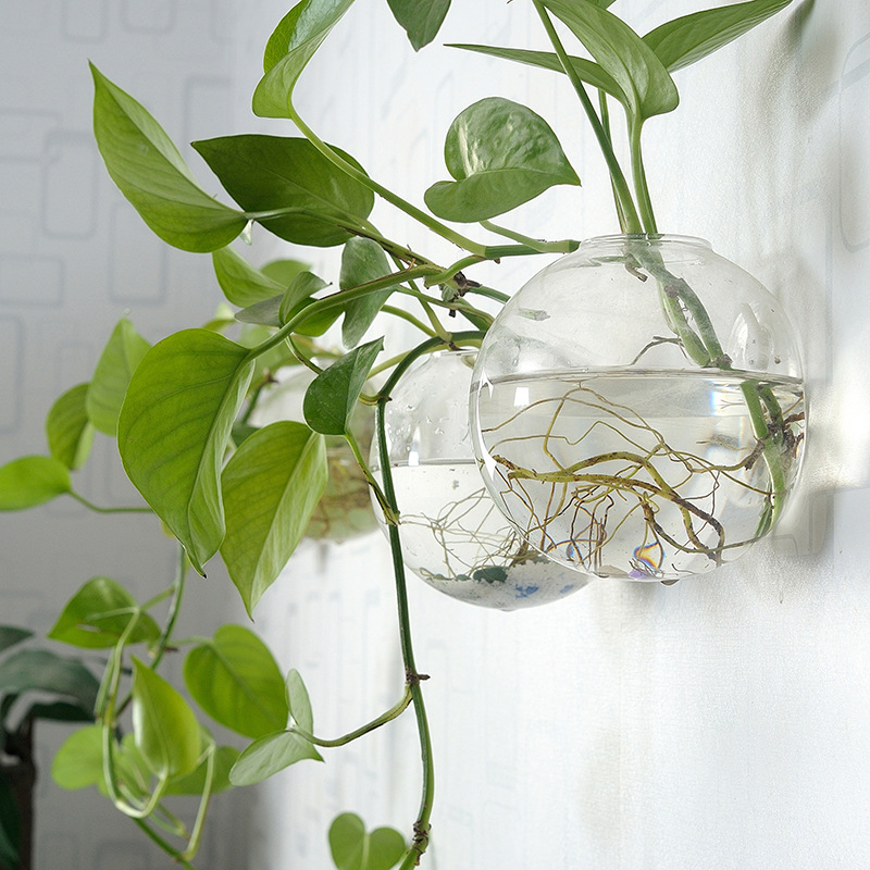 Aquarium Planted Wall - 벽걸이 아크릴 어항 플렉시글라스 수족관 꽃병