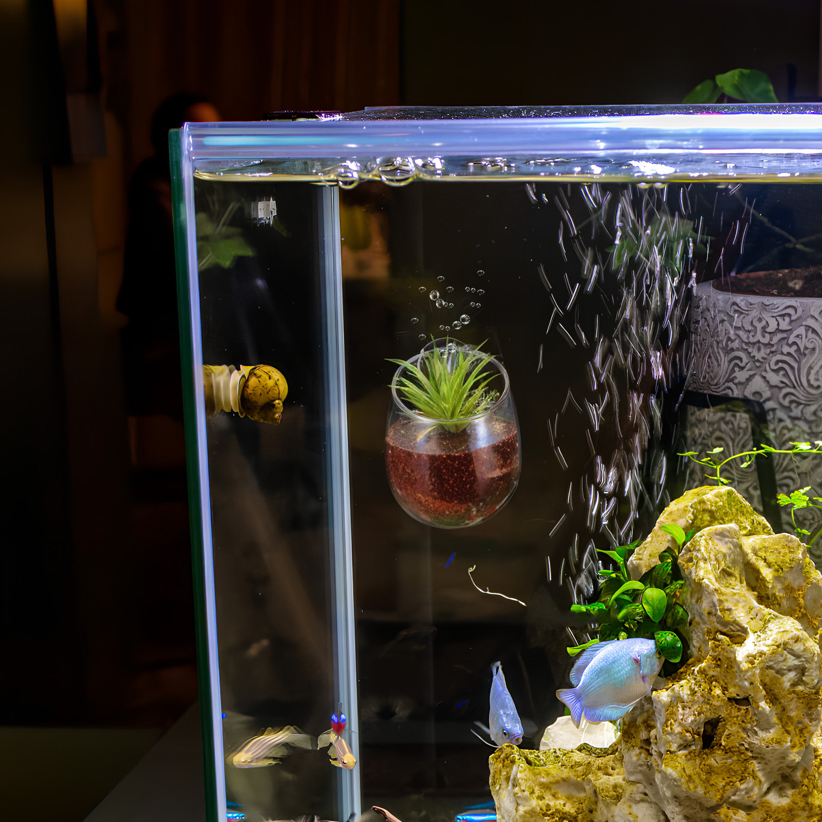 Aquarium Planted Wall - 2개입 수족관 플랜터 투명 유리 수생