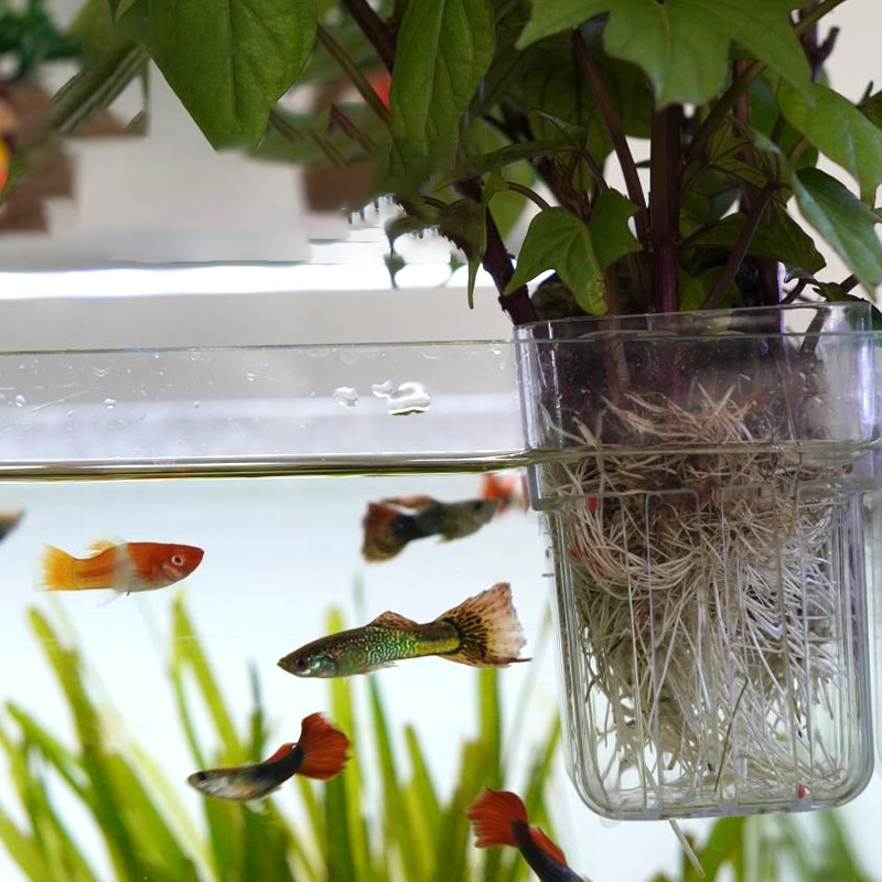 벽걸이형 수경 재배 컵 투명 용기, 수초 재배용, 수족 - Aquarium Planted Wall 리뷰 및 가격