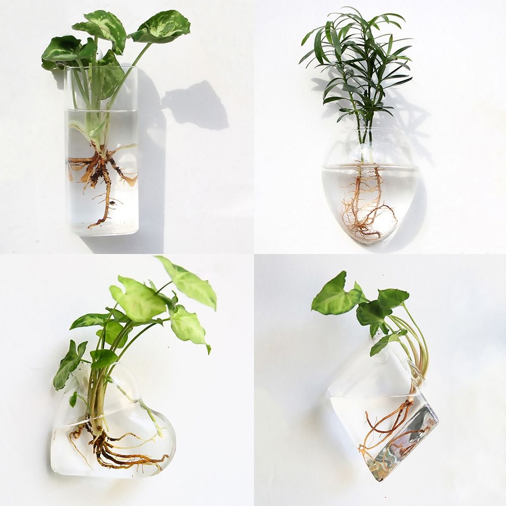 콘 모양 벽걸이 화병 투명 어항 벽걸이 화분 식물 홀더 - Aquarium Planted Wall 리뷰 및 가격