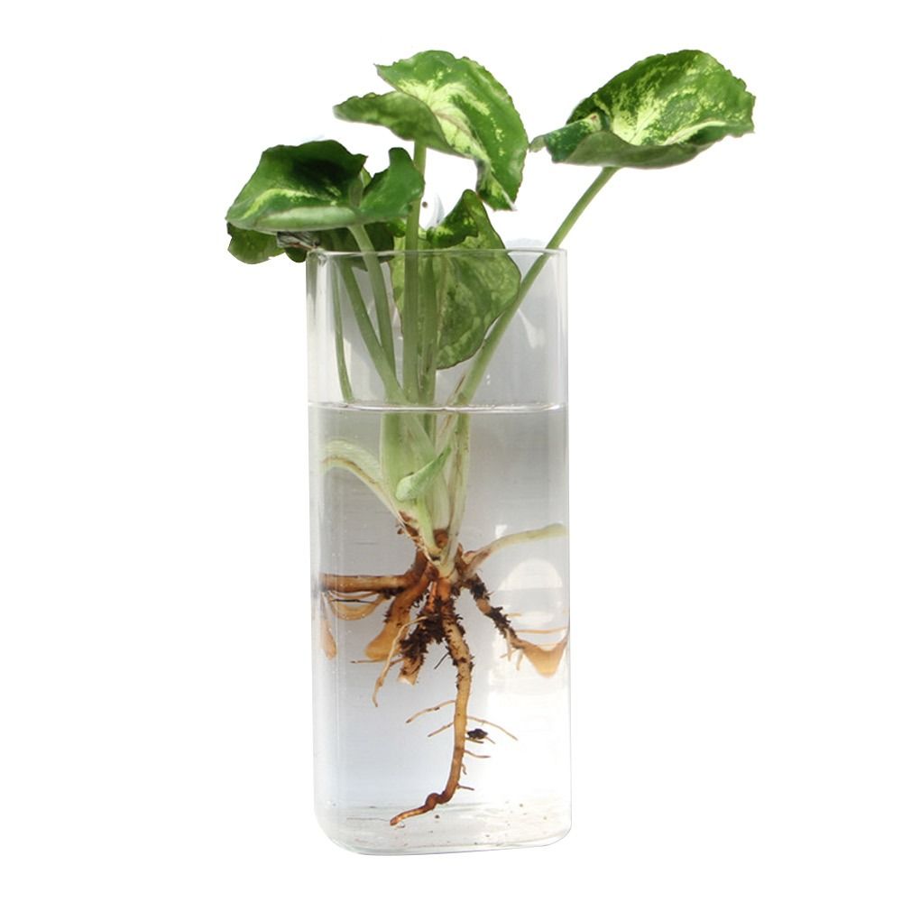 콘 모양 벽걸이 화병 투명 어항 벽걸이 화분 식물 홀더 - Aquarium Planted Wall 리뷰 및 가격