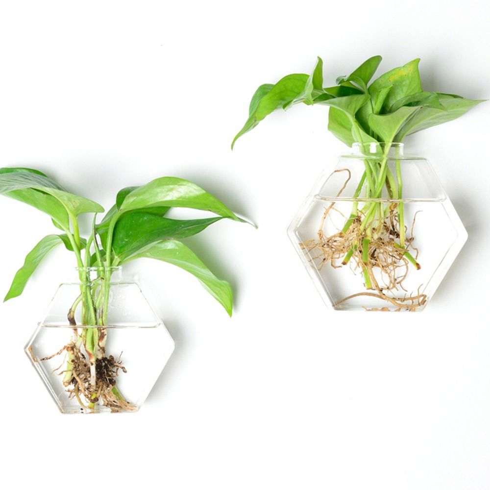 콘 모양 벽걸이 화병 투명 어항 벽걸이 화분 식물 홀더 - Aquarium Planted Wall 리뷰 및 가격