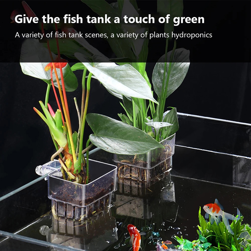새로운【벽걸이형 수족관 화분 컵, 수생 식물 홀더, 수 - Aquarium Planted Wall 리뷰 및 가격