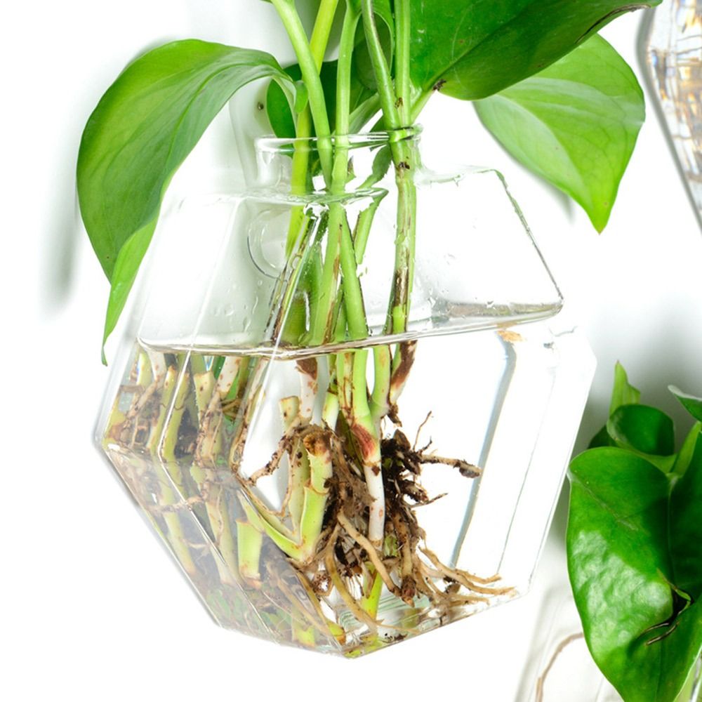 원뿔 모양 벽걸이 꽃병 수경법 식물 물고기 탱크 유리  - Aquarium Planted Wall 리뷰 및 가격