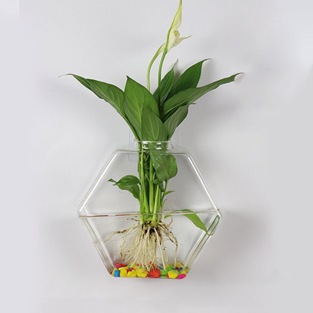 원뿔 모양 벽걸이 꽃병 수경법 식물 물고기 탱크 유리  - Aquarium Planted Wall 리뷰 및 가격