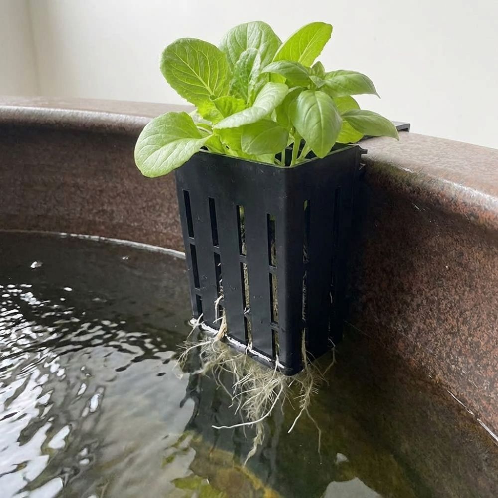 벽걸이형 수족관 식물 바구니 플라스틱 수경재배 화분 수 - Aquarium Planted Wall 리뷰 및 가격