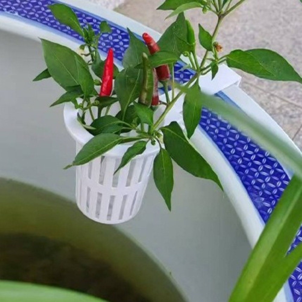벽걸이형 수족관 식물 바구니 플라스틱 수경재배 화분 수 - Aquarium Planted Wall 리뷰 및 가격