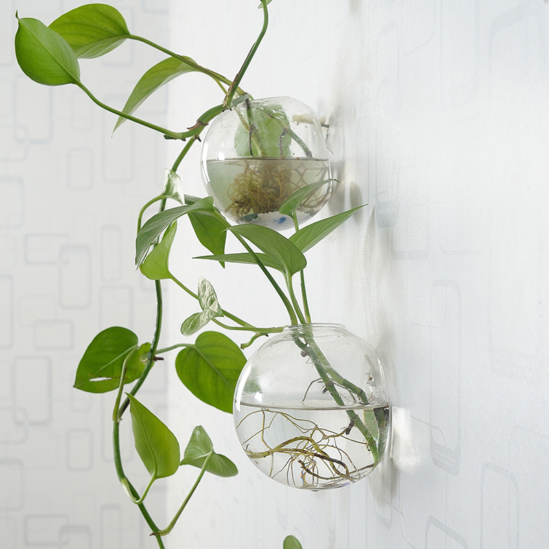 벽걸이 아크릴 어항 플렉시글라스 수족관 꽃병 장식 투명 - Aquarium Planted Wall 리뷰 및 가격