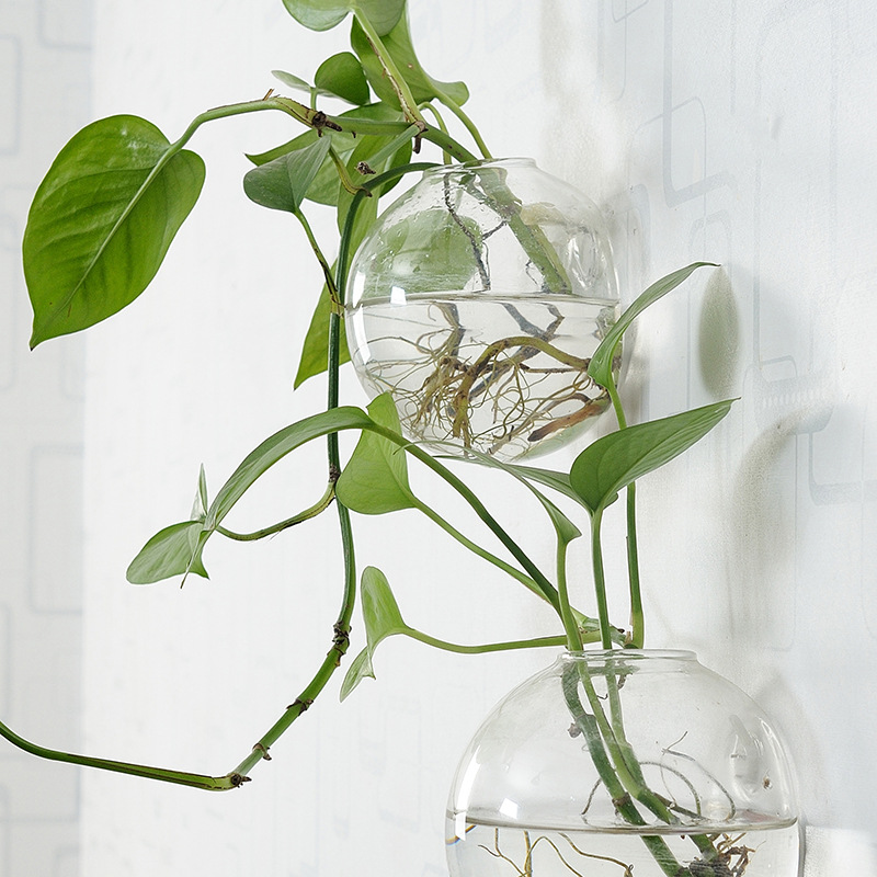 벽걸이 아크릴 어항 플렉시글라스 수족관 꽃병 장식 투명 - Aquarium Planted Wall 리뷰 및 가격