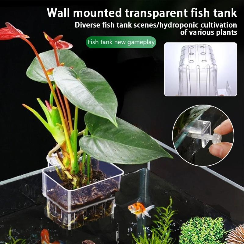 수족관 걸이형 화분 컵 벽걸이 수생 식물 홀더 수족관  - Aquarium Planted Wall 리뷰 및 가격