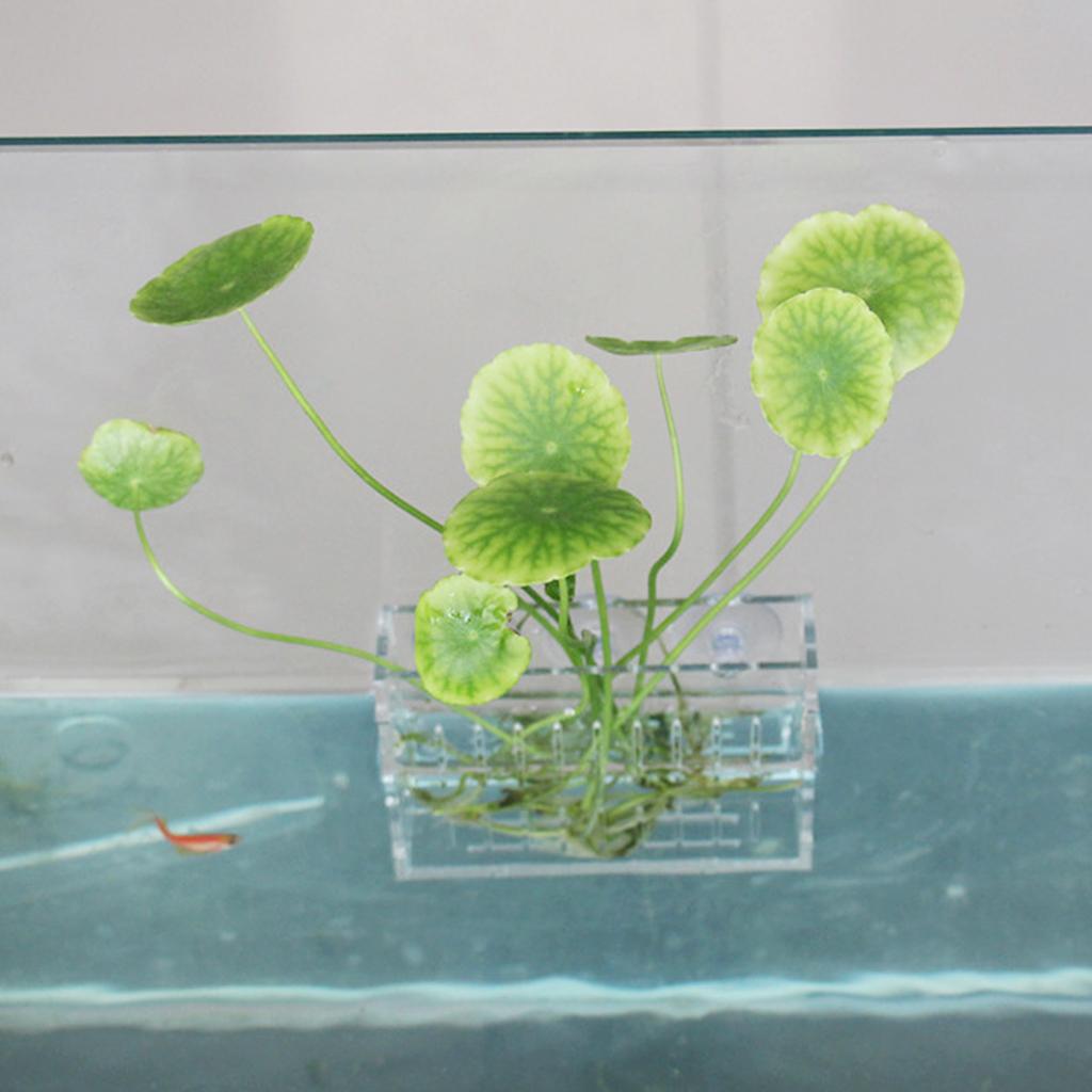수생 식물 홀더 아크릴 크리스탈 화분 벽걸이 컵 전체  - Aquarium Planted Wall 리뷰 및 가격