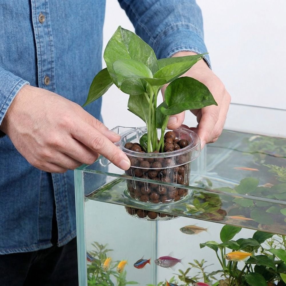 투명 어항 잔디컵 원형 벽걸이 수족관 심기 바구니 플라 - Aquarium Planted Wall 리뷰 및 가격